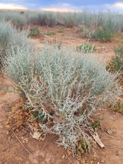Artemisia fragrans