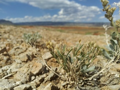 Physaria pachyphylla