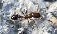 Cardiocondyla mauritanica