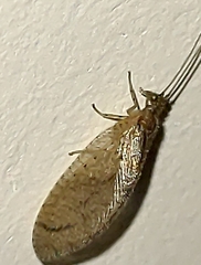 Nusalala tessellata