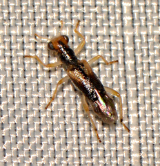 Phyllobaenus verticalis