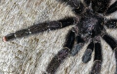 Avicularia purpurea