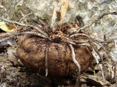 Amorphophallus