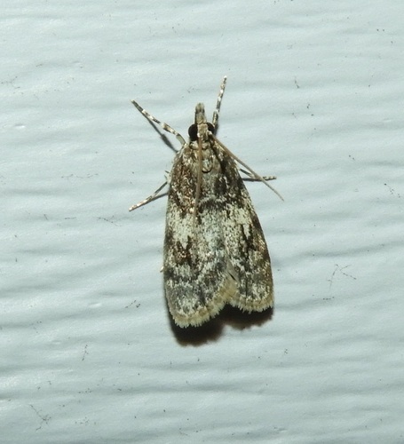 Sooty Scoparia Moth photo 2