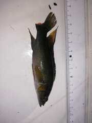 Crenicichla cincta