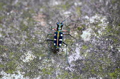 Cosmodela batesi