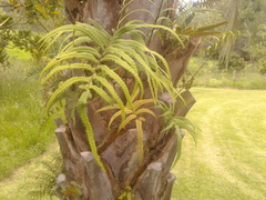 Serpocaulon sessilifolium