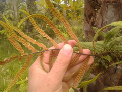 Serpocaulon sessilifolium