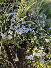 Phlox condensata