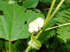 Ampelomyia vitiscoryloides