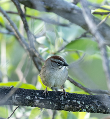 Aimophila notosticta
