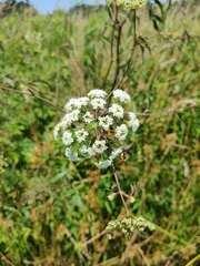Cicuta maculata maculata