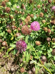 Trifolium pratense
