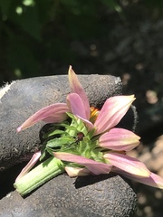 Haplorhynchites aeneus