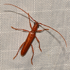 Psyrassa unicolor