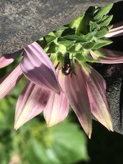 Haplorhynchites aeneus