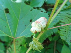 Ampelomyia vitiscoryloides