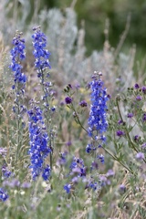 Delphinium exaltatum