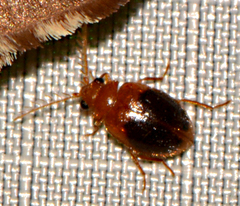 Prionocyphon discoideus