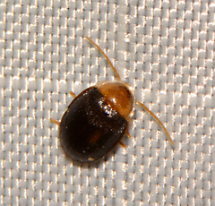 Sacodes thoracica