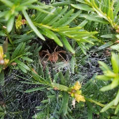 Agelena labyrinthica