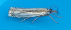 Crambus agitatellus