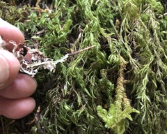 Platismatia stenophylla