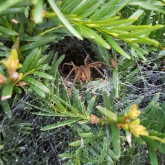 Agelena labyrinthica