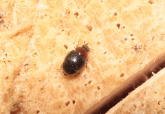 Rhyzobius lophanthae