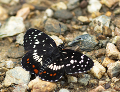 Chlosyne marina