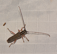 Saperda discoidea