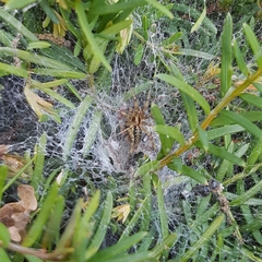 Agelena labyrinthica