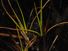 Pseudacris triseriata