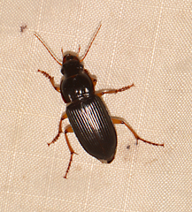 Selenophorus opalinus