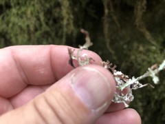 Platismatia stenophylla