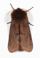 Phragmatobia assimilans