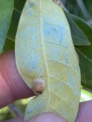 Dryocosmus juliae