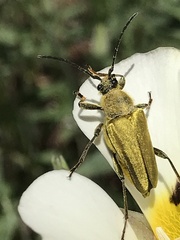 Lepturobosca