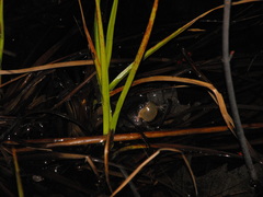 Pseudacris triseriata