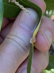 Dryocosmus juliae