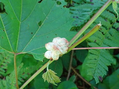 Ampelomyia vitiscoryloides
