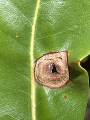 Dryocosmus juliae