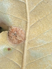 Dryocosmus juliae