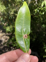 Dryocosmus juliae