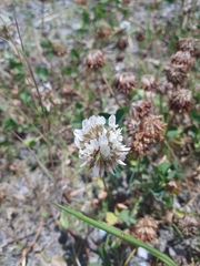 Trifolium repens
