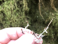 Platismatia stenophylla