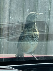 Turdus migratorius