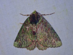 Dindica alaopis
