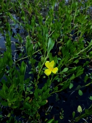Ludwigia