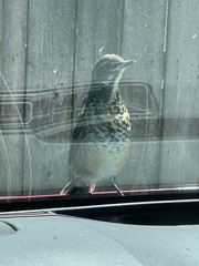 Turdus migratorius